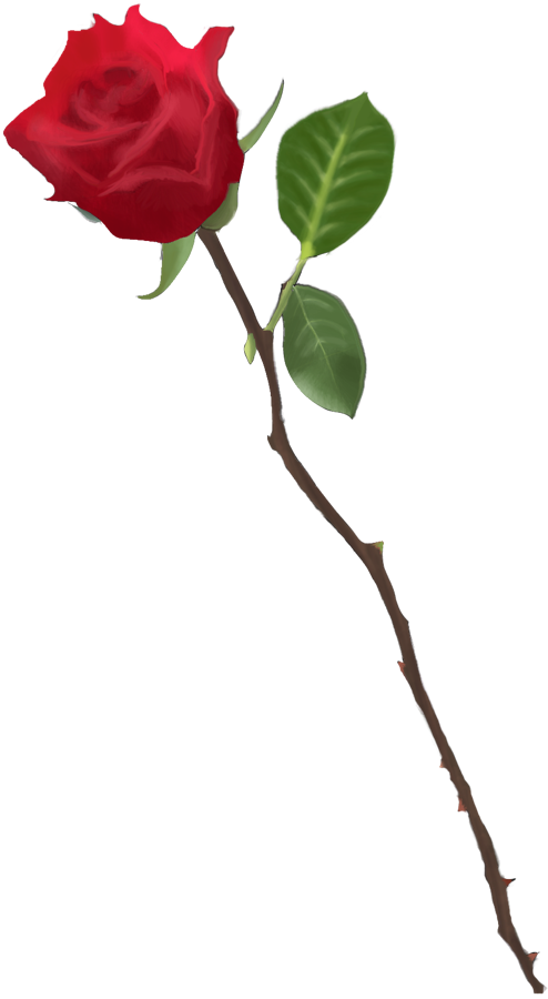Red Rose Project Drawing 2008 by andys184 on DeviantArt