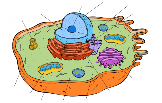 Printable Plant Cell Diagram Project - DecorBold