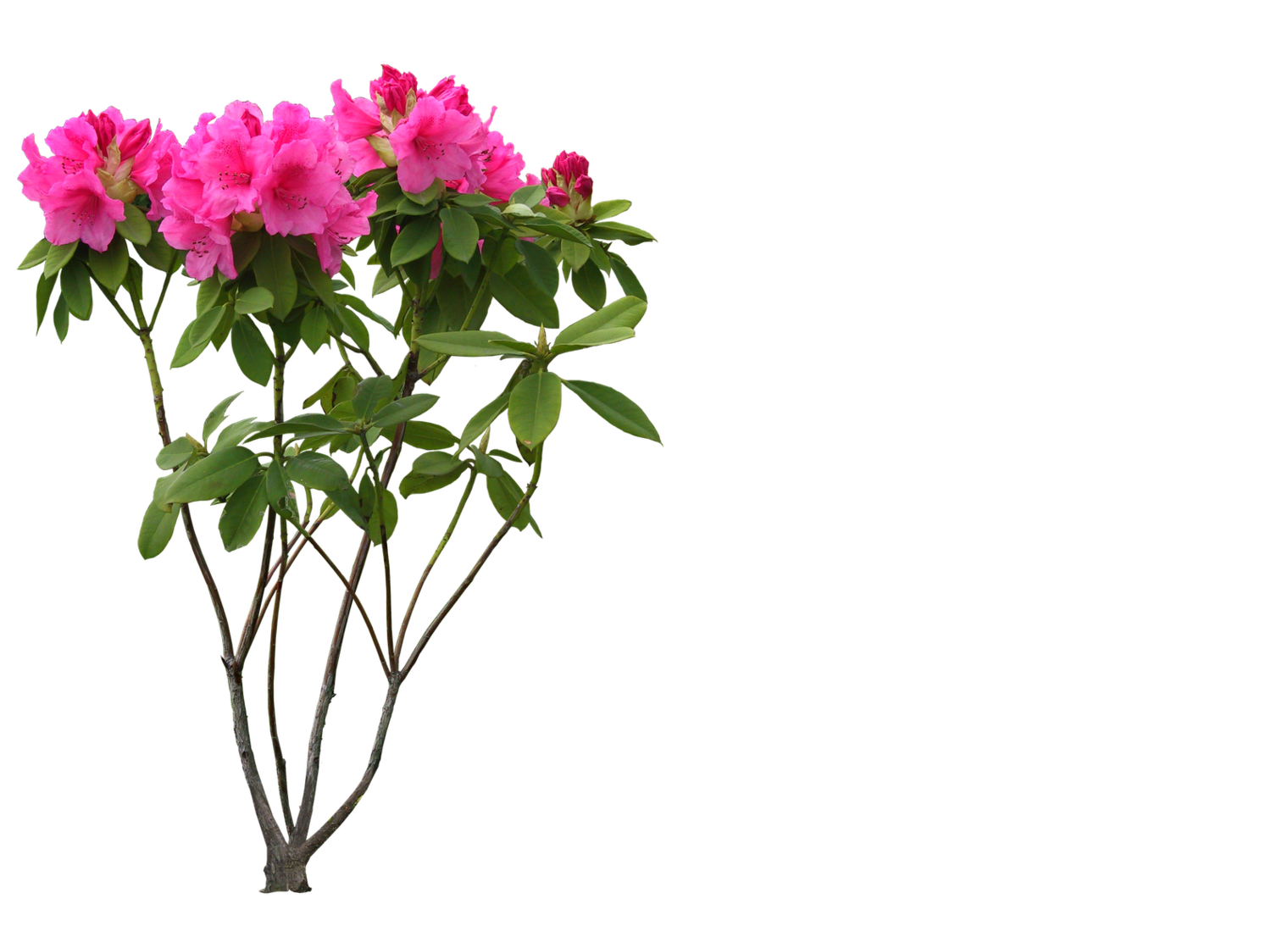 Free Png Graphics Clipart - Free to use Clip Art Resource