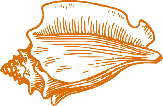 How To You Draw A Conch Shell Clipart - Free to use Clip Art Resource