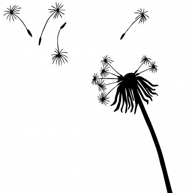 Dandelion Free Stock Photo - Public Domain Pictures
