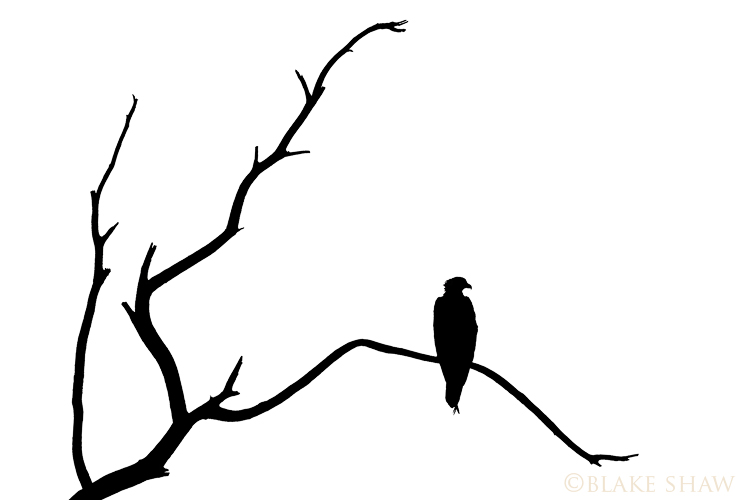 Another Silhouette - Photo ABCs