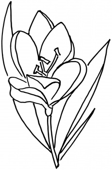 Snowdrop Flower Stock Photo Vladyslav Danilin 6750993