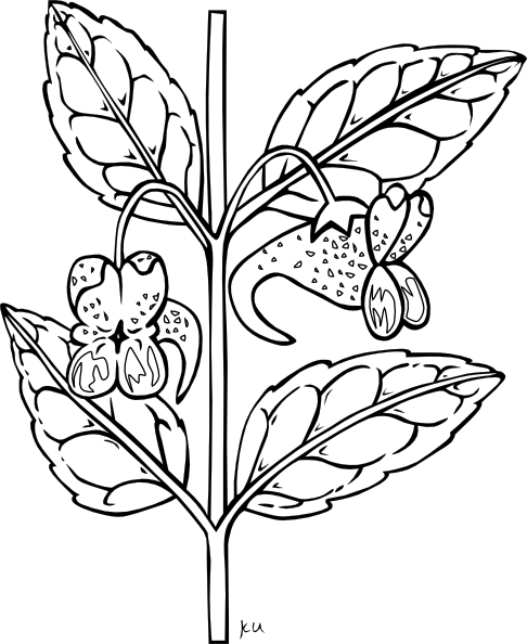 Ku Impatiens Capensis Outline clip art - vector clip art online ...
