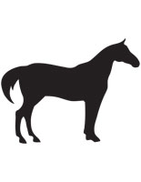 horse-pumpkin-5_tn.jpg