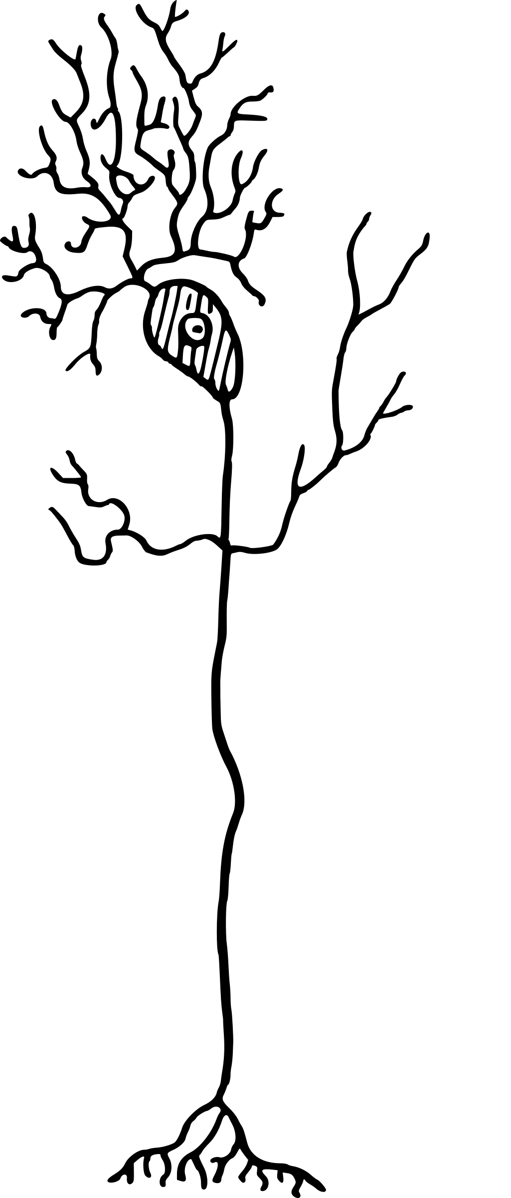 Clipart - Neuron