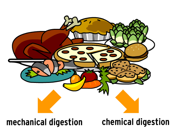Digestive System - BrainPOP