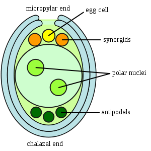 Ovule