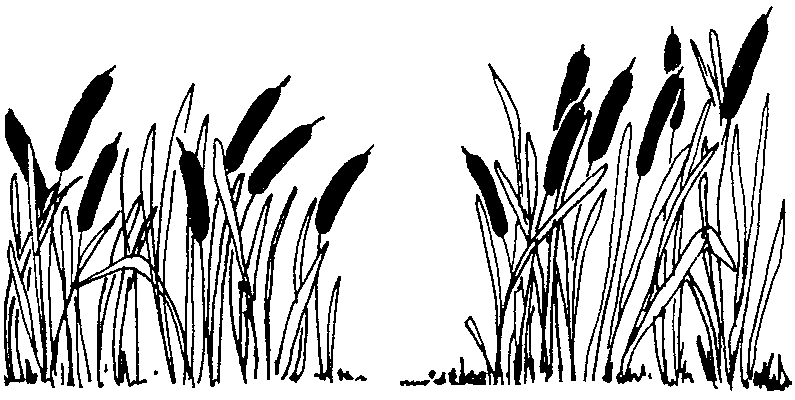 Cattails | Mormon Share