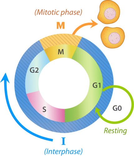 Cell Cycle | CK-12 Foundation