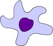 macrophage.gif