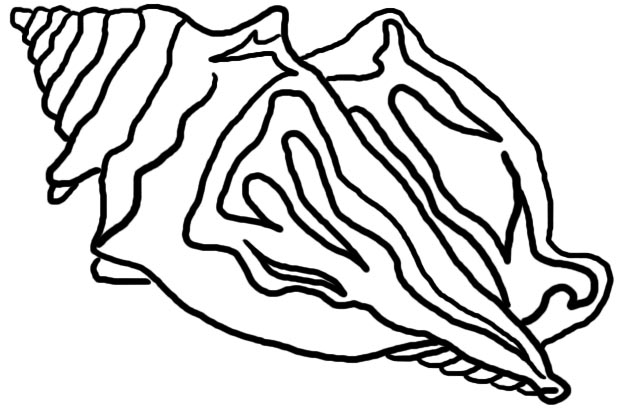 Conch Shell Clip Art