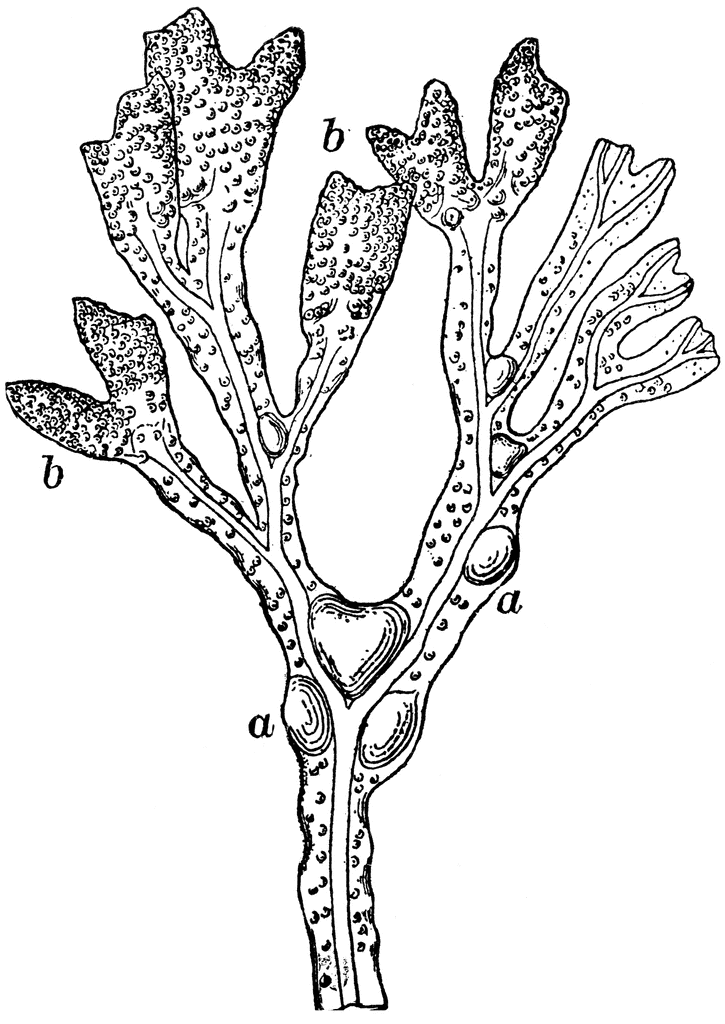 Known as rockweed or bladder wrack, this species of seaweed is in the Fucaceae family of brown algae. 