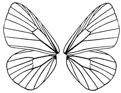 fairy wing project | Butterfly Wings, Fairies and Dragon…