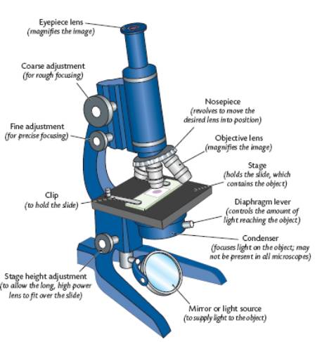 Pics For > Microscope Parts And Functions Drawing