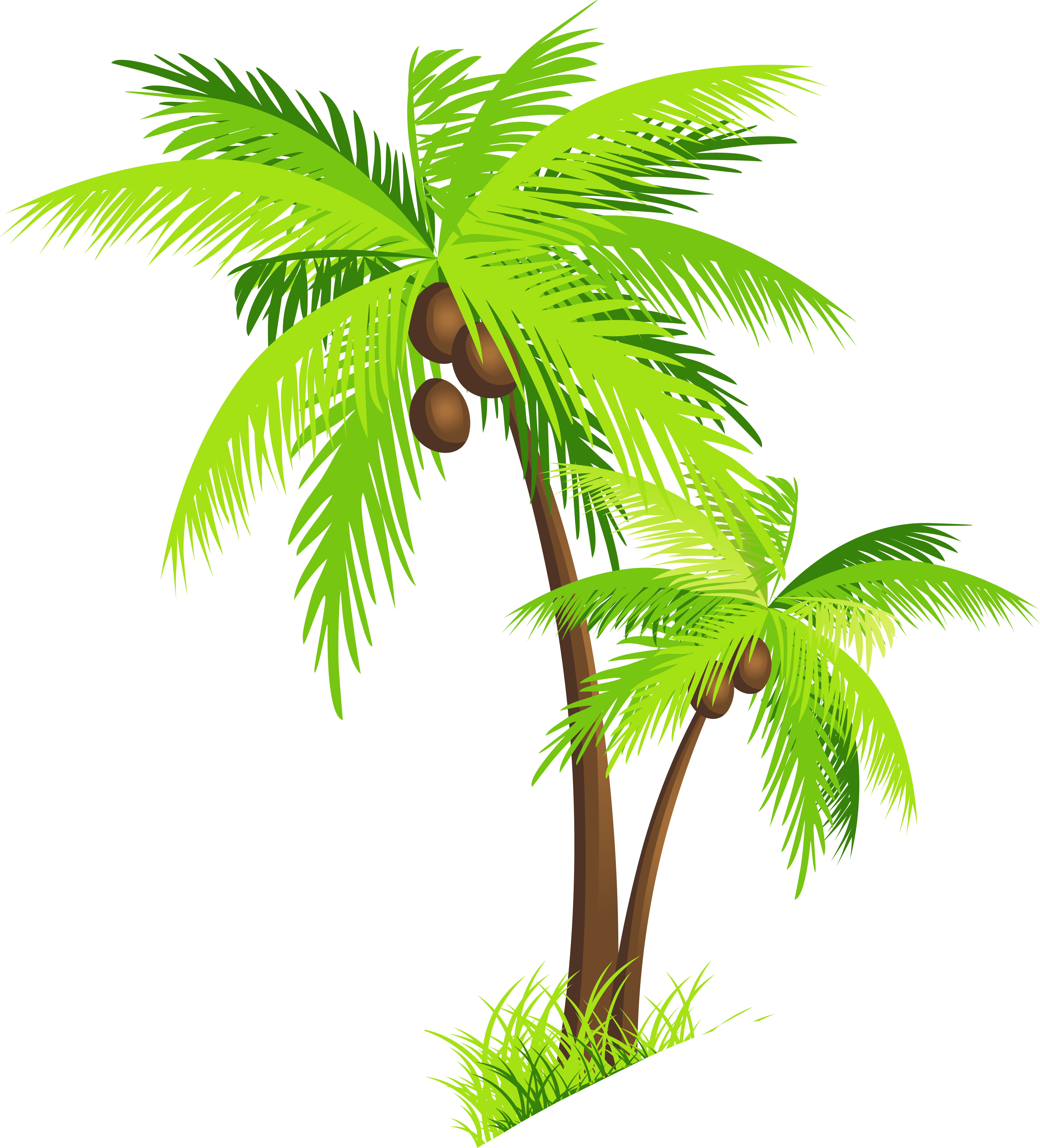 Palm Tree Coconut Clipart - Free Clipart Images