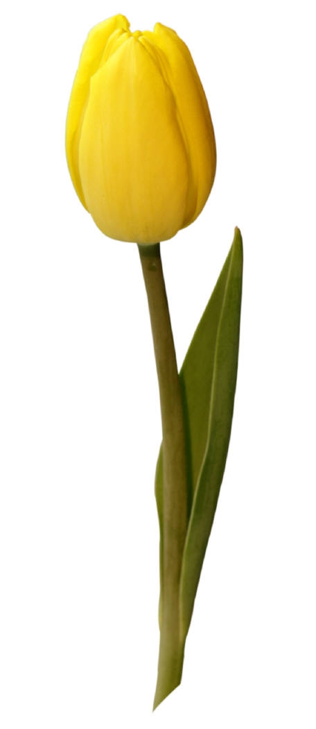 Tulip