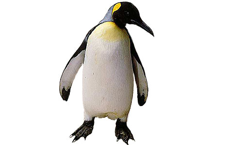 Emperor Penguin Clip Art