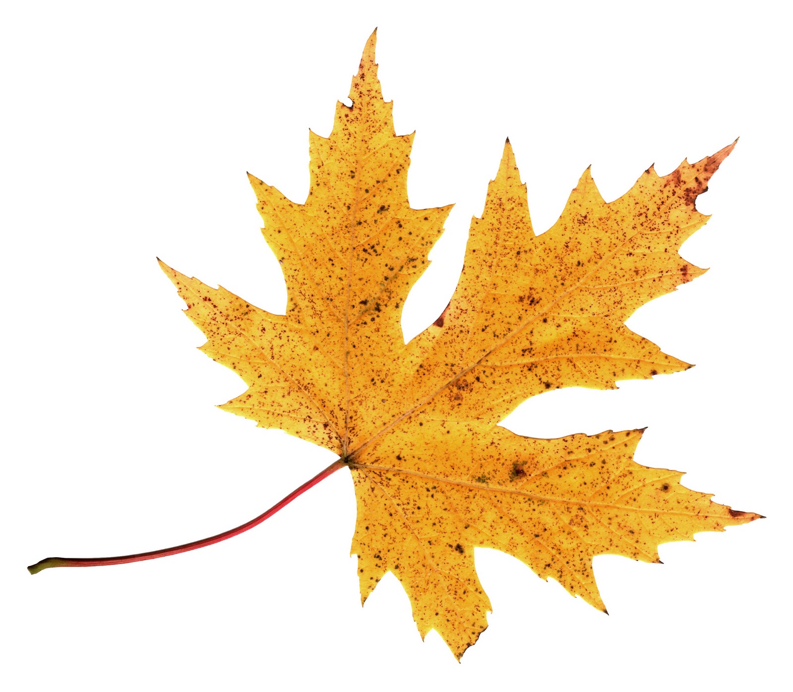A Little Color Every Day: October 2010