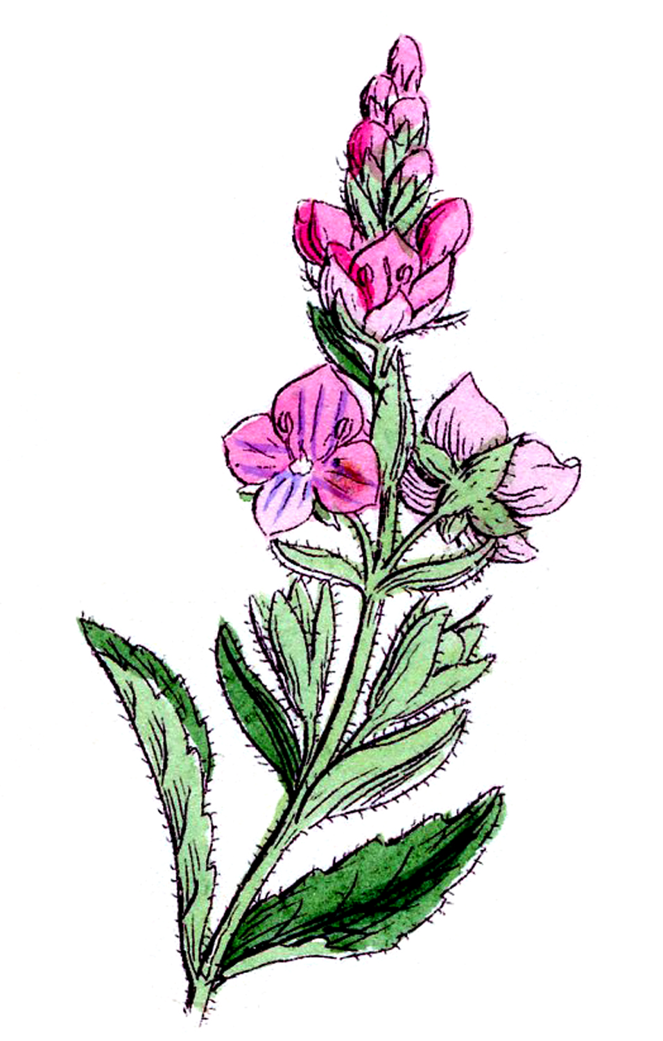 Vintage Botanical Graphics - Pretty Wildflowers - The Graphics Fairy