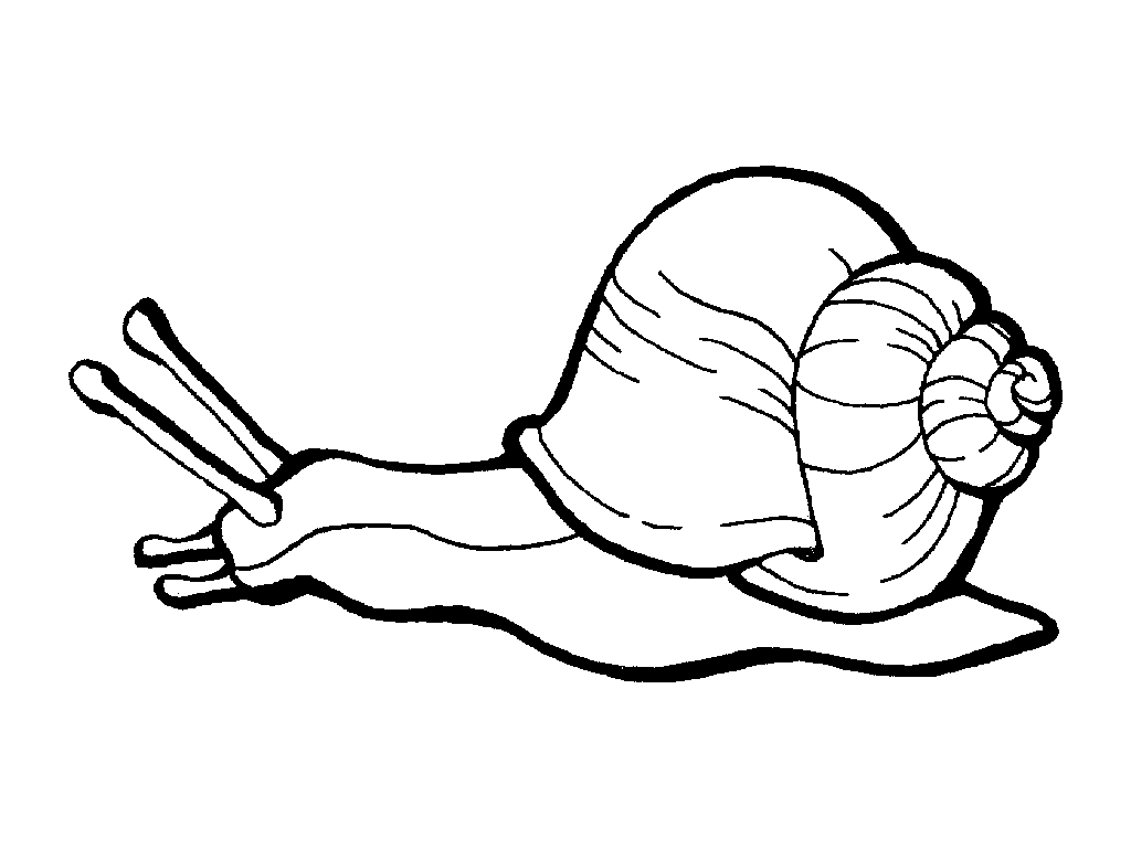 Child Coloring: Snail Coloring