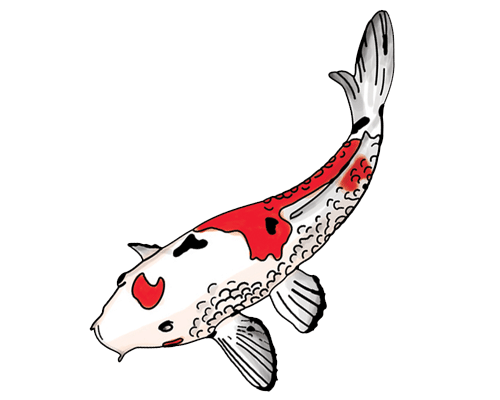 Ikan Koi | trisniannisasmi