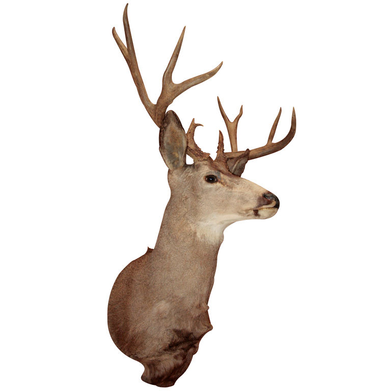 Taxidermist Deer Head at 1stdibs