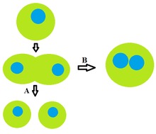Binucleated cells