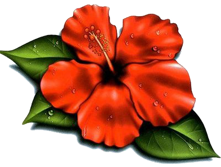 Hibiscus Flower Tattoos- High Quality Photos and Flash Designs of ...
