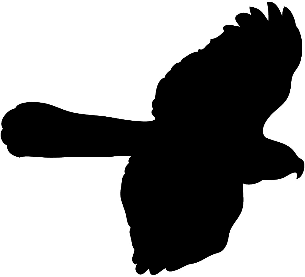 Flying Hawk Clipart