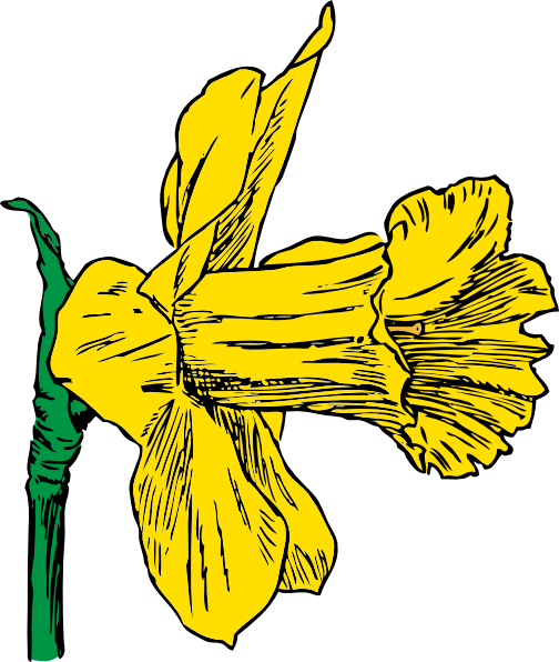 Cartoon Daffodil | Free Download Clip Art | Free Clip Art | on ...