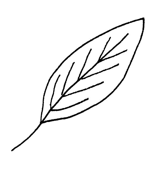 How To Draw Leaf Draw Leaves Easy Step By Step Drawin - vrogue.co