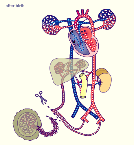 Switching over at birth, Circulation system before / after birth
