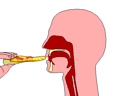 1000+ images about Gastroenterology | The smalls ...