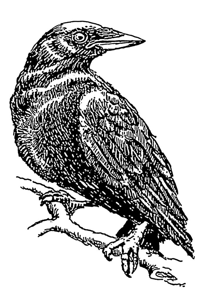 Crow 2 (PSF).png