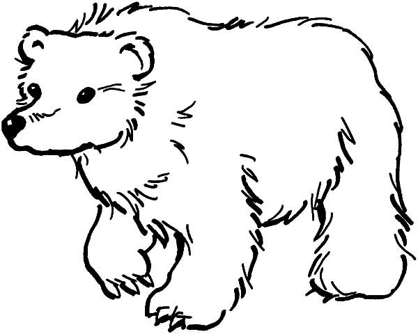 bear coloring sheet fluffy grizzly bear coloring pages free amp ...
