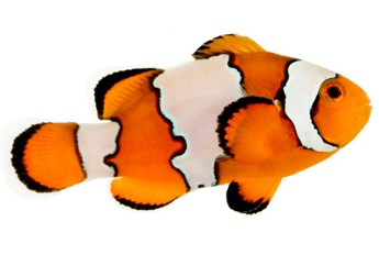 Outline Clownfish - ClipArt Best