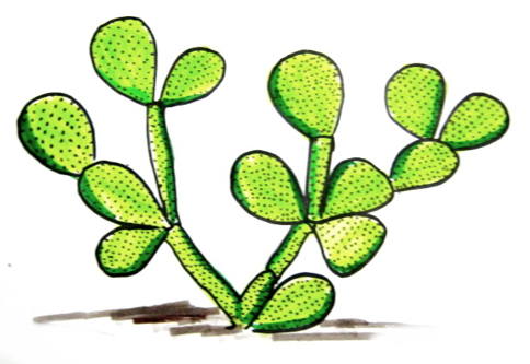 How to draw a cactus