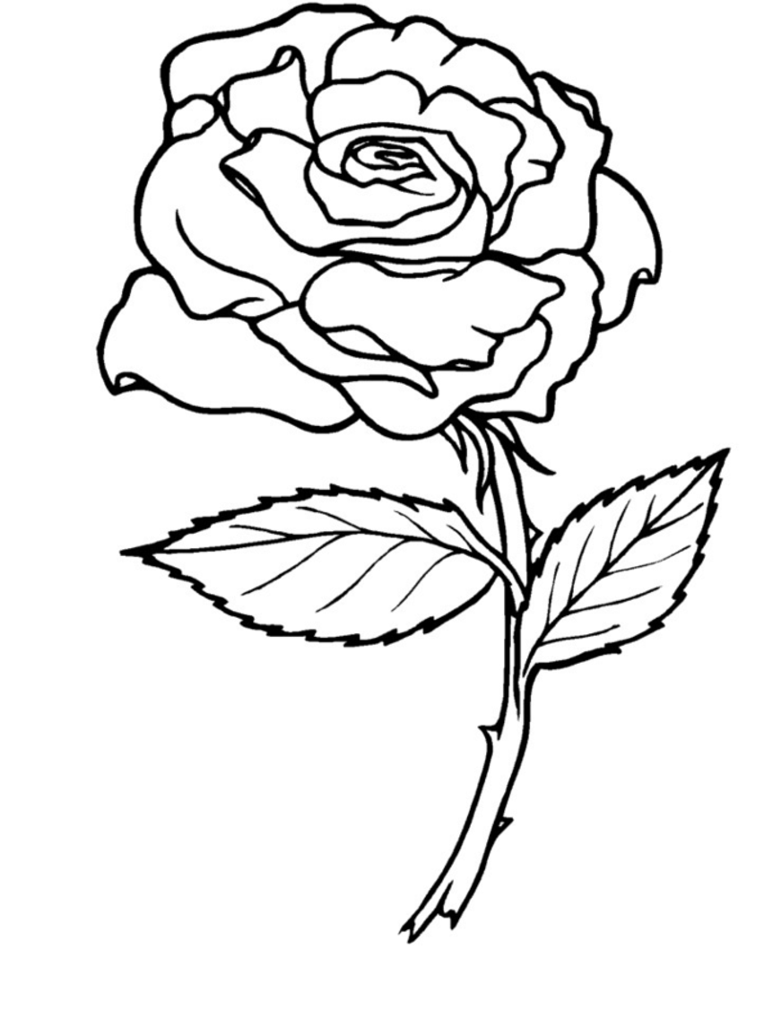 Rose Coloring Pages - Printable Free Coloring Pages