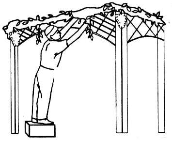 Sukkot Clipart - Tumundografico
