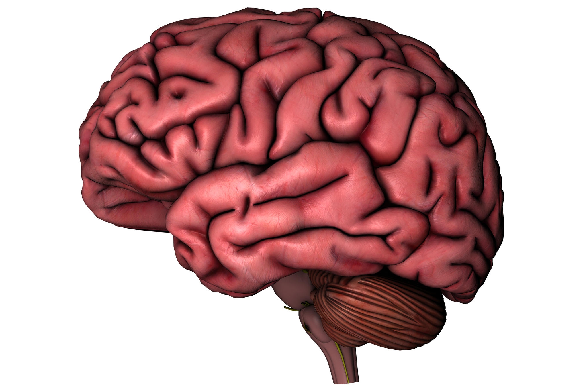 Human Brain Clipart For Kids