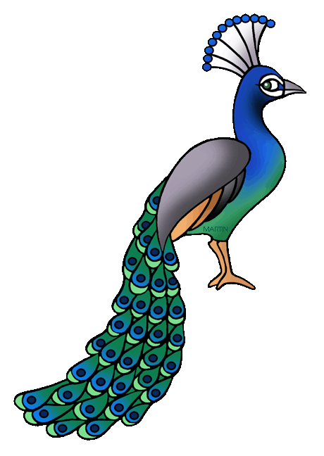 Simple Colorful Peacock Drawing | Free Download Clip Art | Free ...