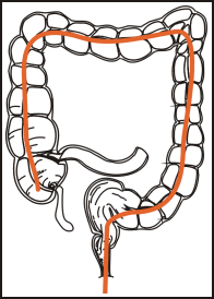 Intestines Diagram - ClipArt Best