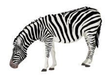 Estampa Zebra Vector - Download 85 Vectors (Page 3)