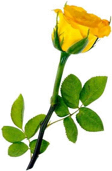 Free Flower Clipart