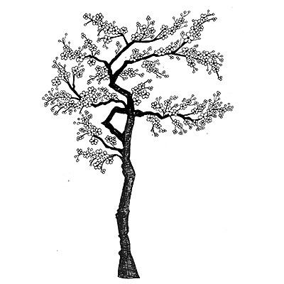 1000+ images about Ã¡rbores
