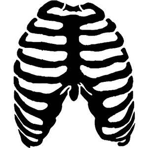 Rib Cage Drawing - ClipArt Best