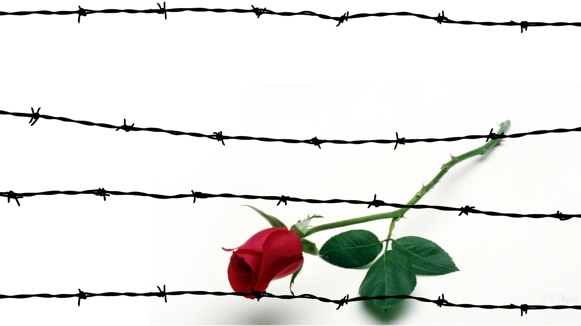 Barb Wire Images - ClipArt Best