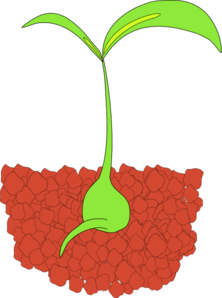 plant-seedling-md.png