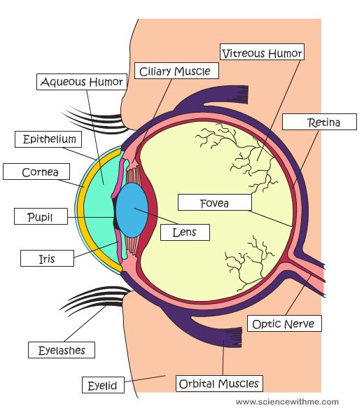 Parts Of The Eye | Function Of The ...